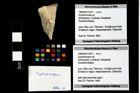 Foto (Objekt + Etikett) von Cycloprosopon sp.  (NHMW-GEO-1990-0041-3241)